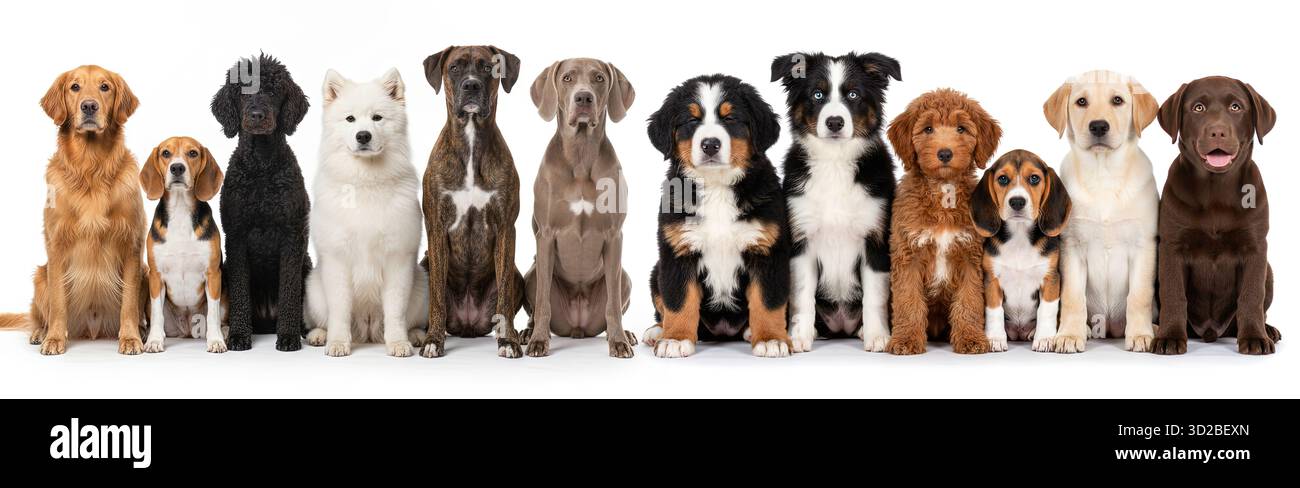Groupe d'adorables chiens de différentes races assis ensemble Banque D'Images