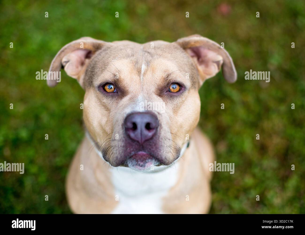 Un chien de race mixte Pit Bull Terrier assis et levant les yeux avec une expression sérieuse Banque D'Images