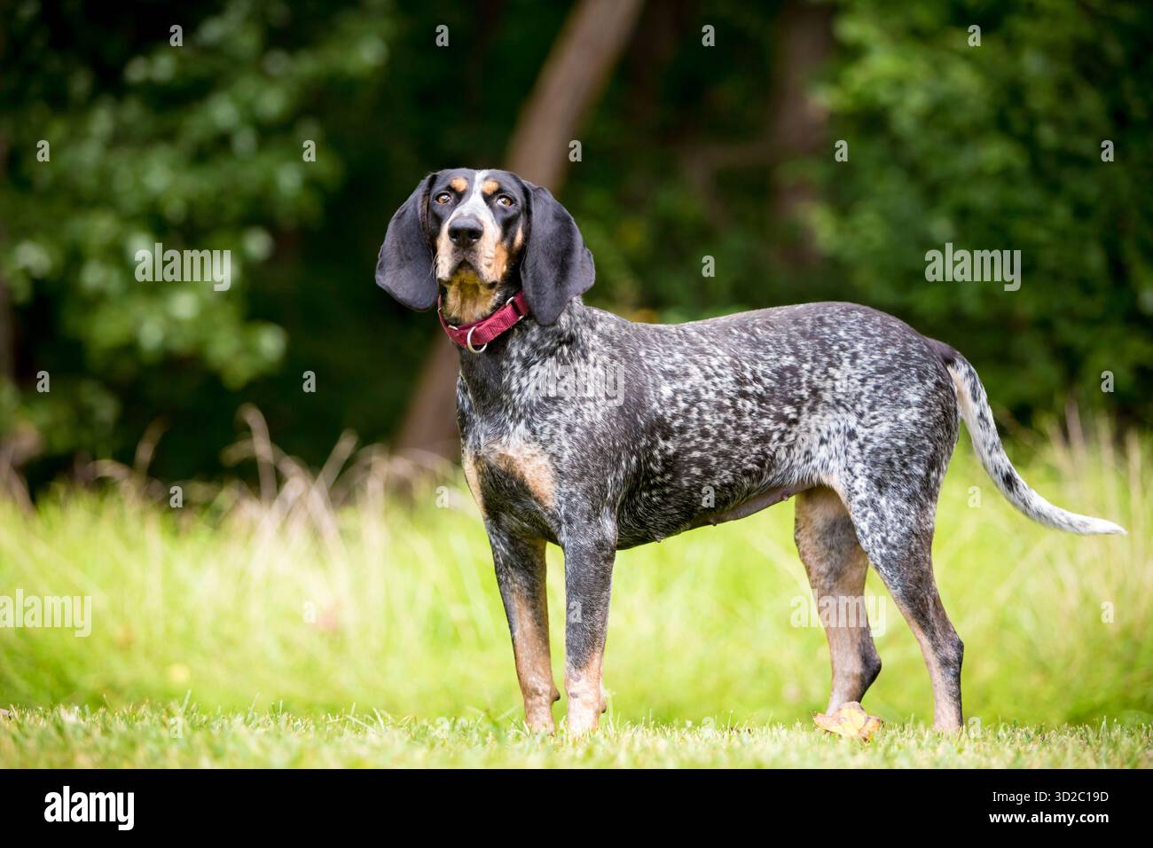 Un chien Bluetick Coonhound dehors portant un collier rouge debout dehors Banque D'Images