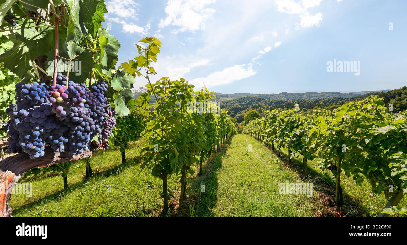 Vignobles avec de la vigne pour la production de vin près d'une cave d'agriculture biologique le long de la route du vin de styrie, Autriche Europe Banque D'Images