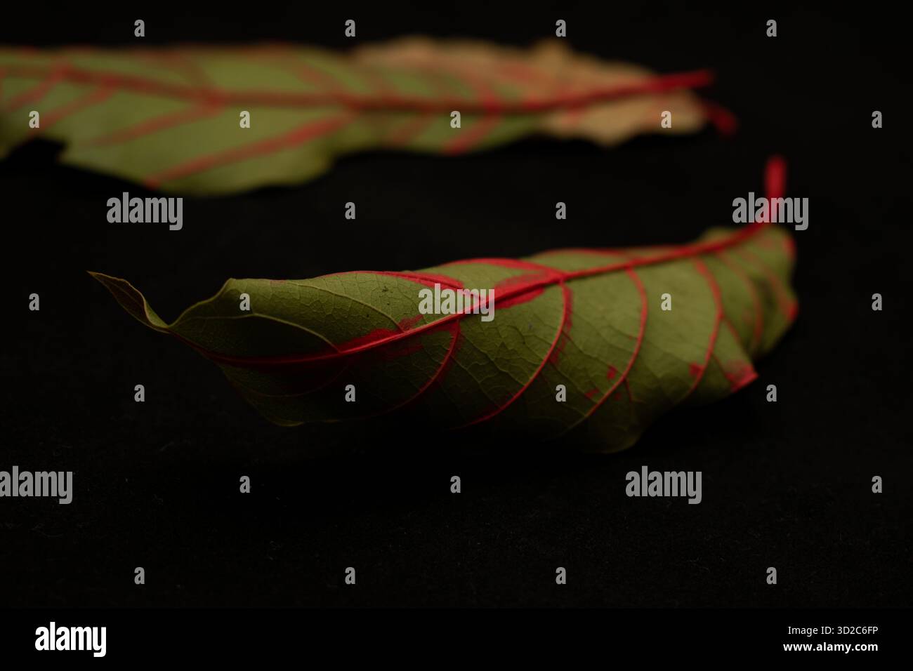 Composition des feuilles sombres Banque D'Images