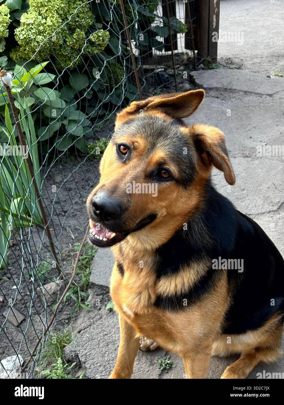 Un jeune berger allemand est assis avec une expression concentrée et attentive, rayonnant de force, de calme et de loyauté. Banque D'Images