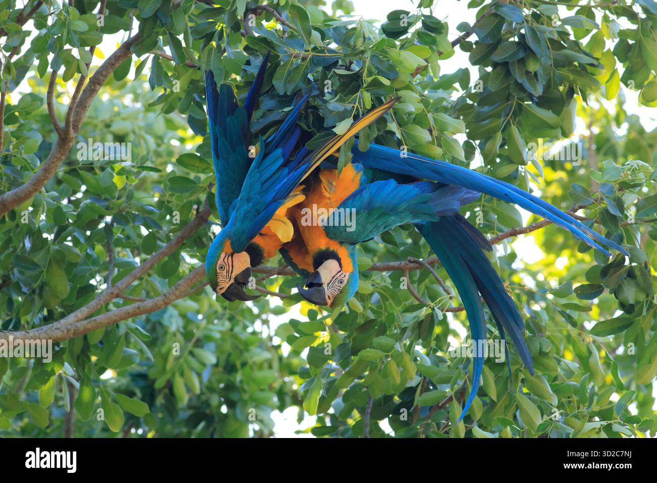 Couple d'aras bleus et dorés (Ara ararauna) en guyane française Banque D'Images