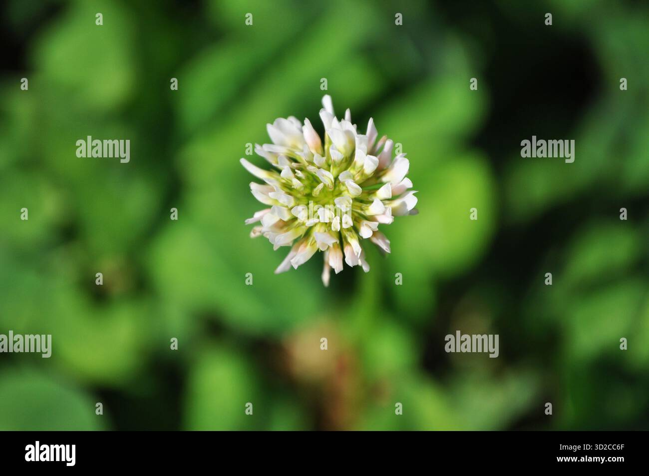 Pelouse avec trèfle blanc, Trifolium repens Banque D'Images