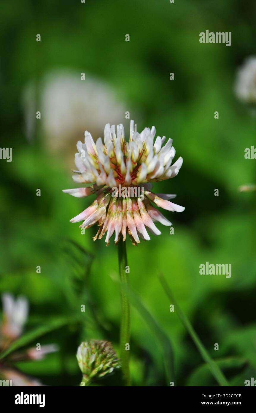 Trifolium repens, pelouse avec trèfle blanc Banque D'Images