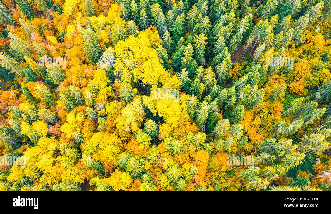 Scène aérienne vibrante d'arbres forestiers d'automne verts et jaunes formant contraste naturel et harmonie saisonnière Banque D'Images