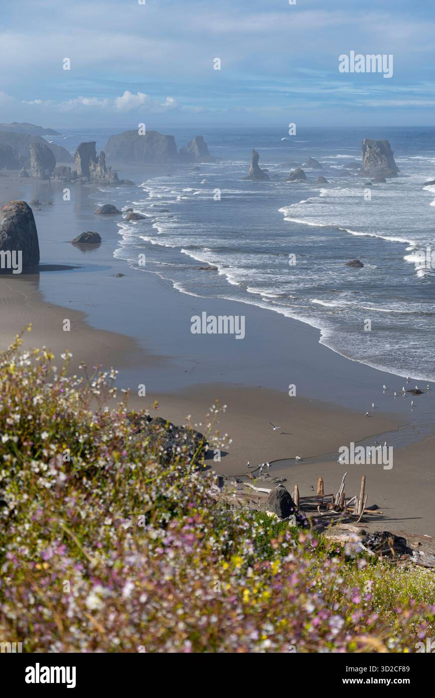 Les fleurs poussent au-dessus des piles de mer, Bandon, Oregon Banque D'Images