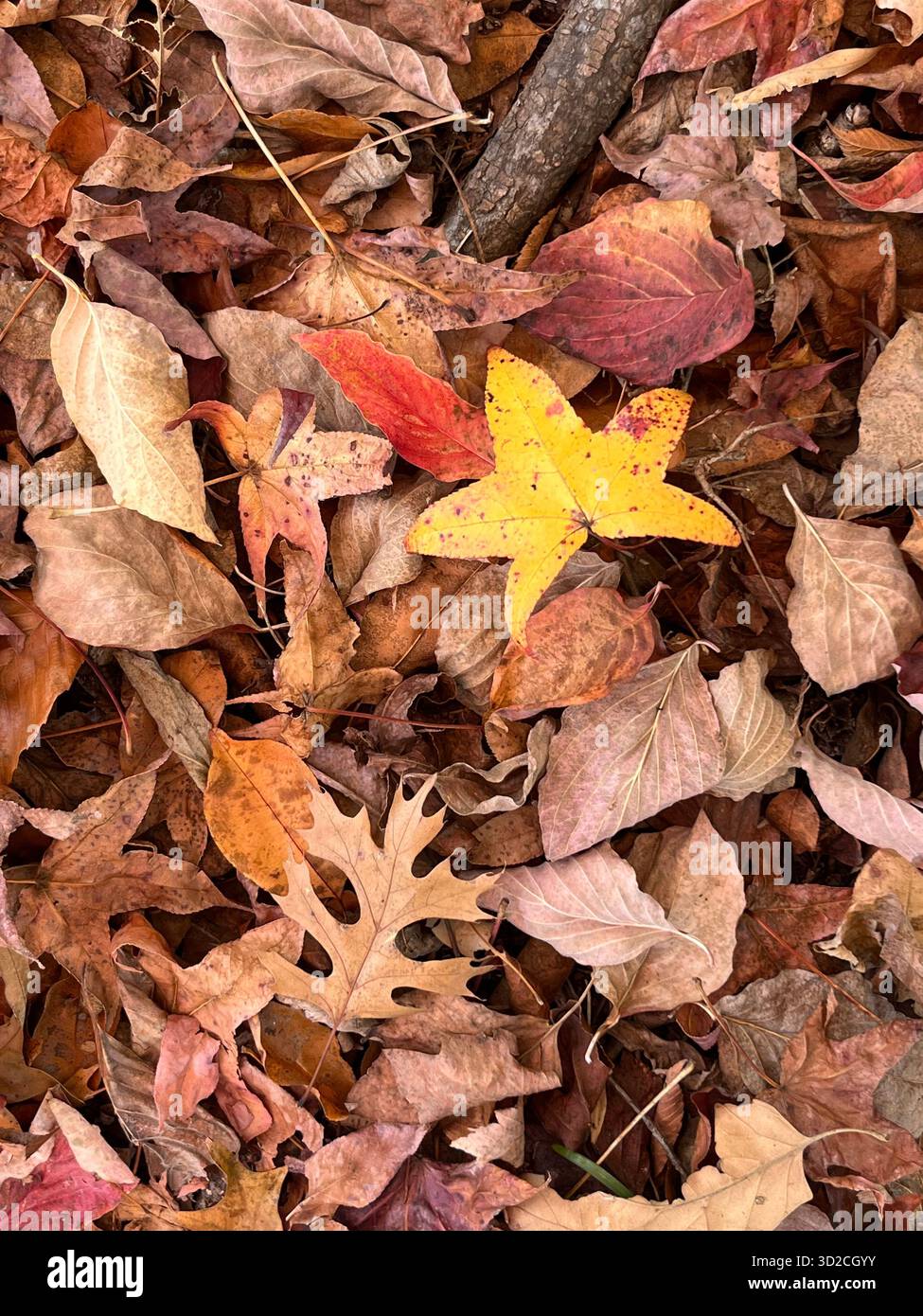 Parc d'automne avec la lumière du soleil à travers des feuilles colorées Banque D'Images