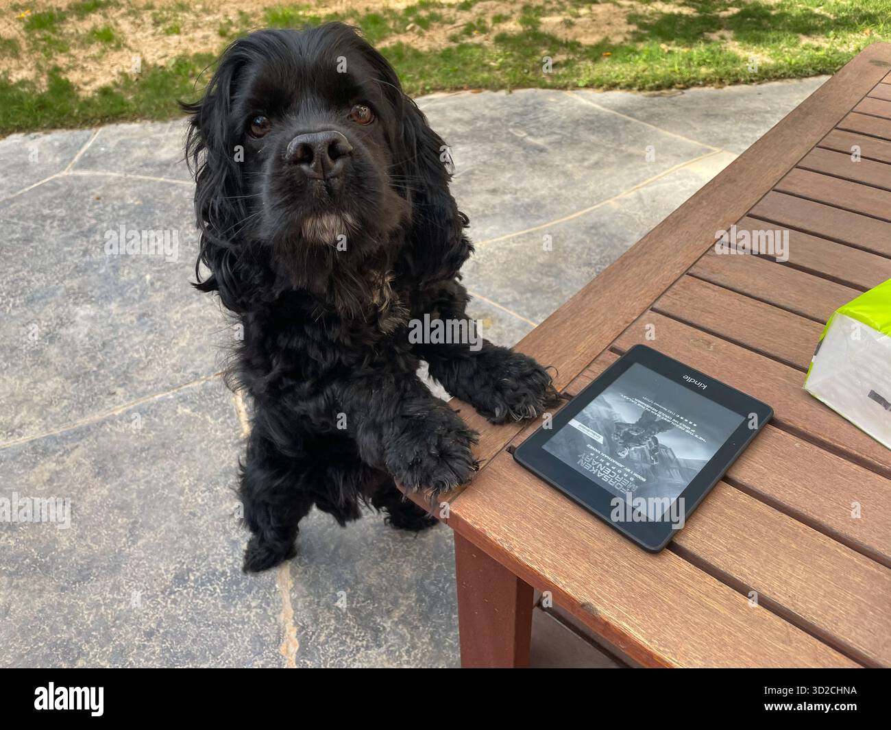 Petit chien écharpe cocker noir mignon se penche sur la table à côté de kindle livre e-Reader dans le jardin Banque D'Images