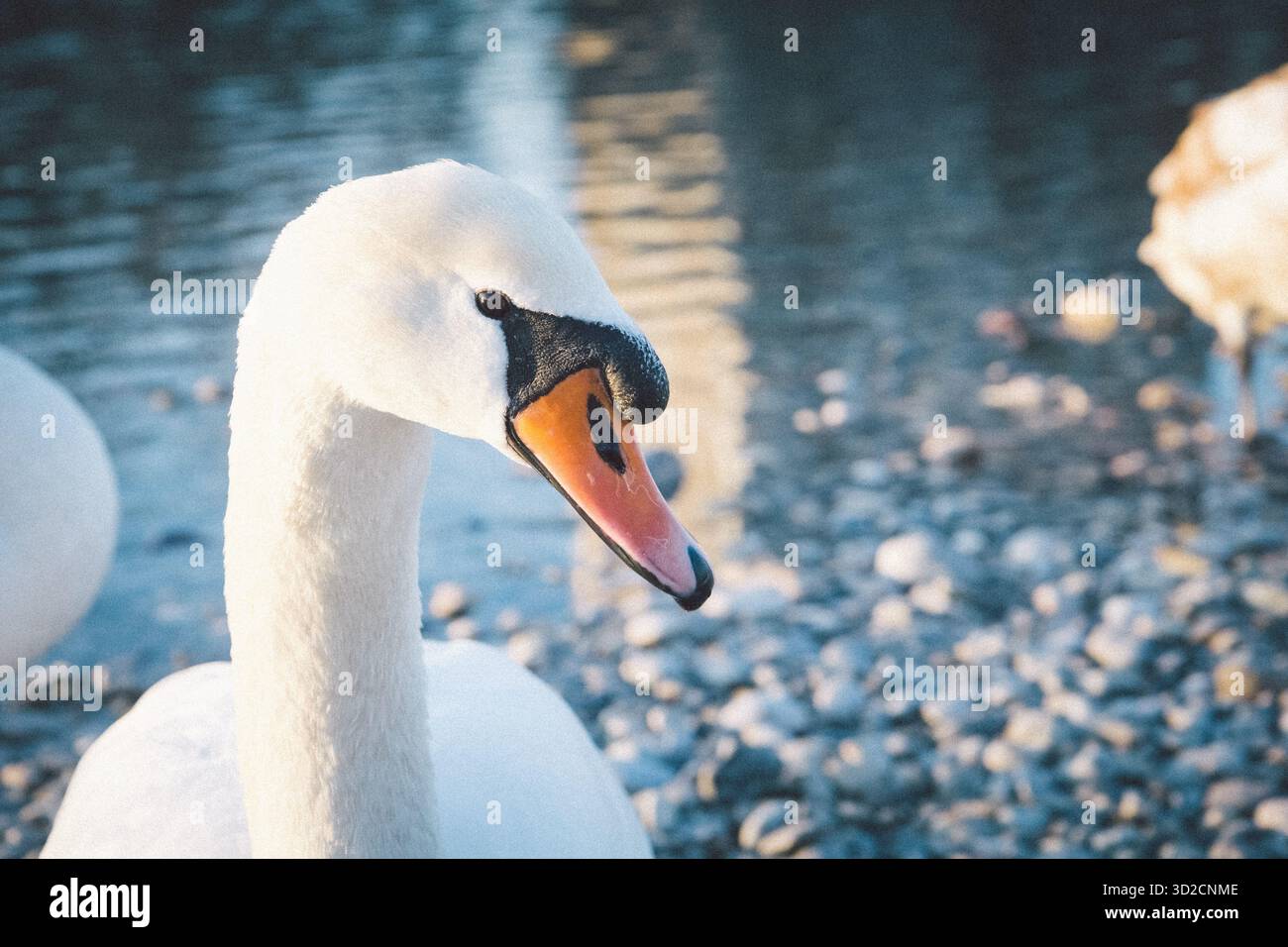 Gros plan d'une tête de cygne muette (Cygnus olor). Le fond flou montre la rivière et les petits rochers. Copier l'espace Banque D'Images