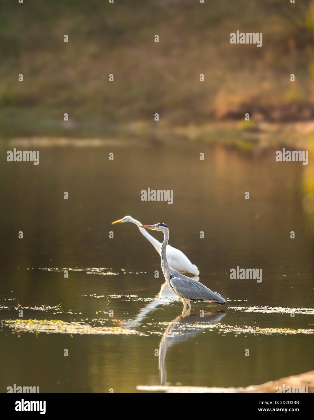 Héron gris ou Ardea cinerea oiseau avec réflexion dans l'eau en saison d'hiver safari en soirée au parc national keoladeo forêt bharatpur Bird Sanctuary RA Banque D'Images