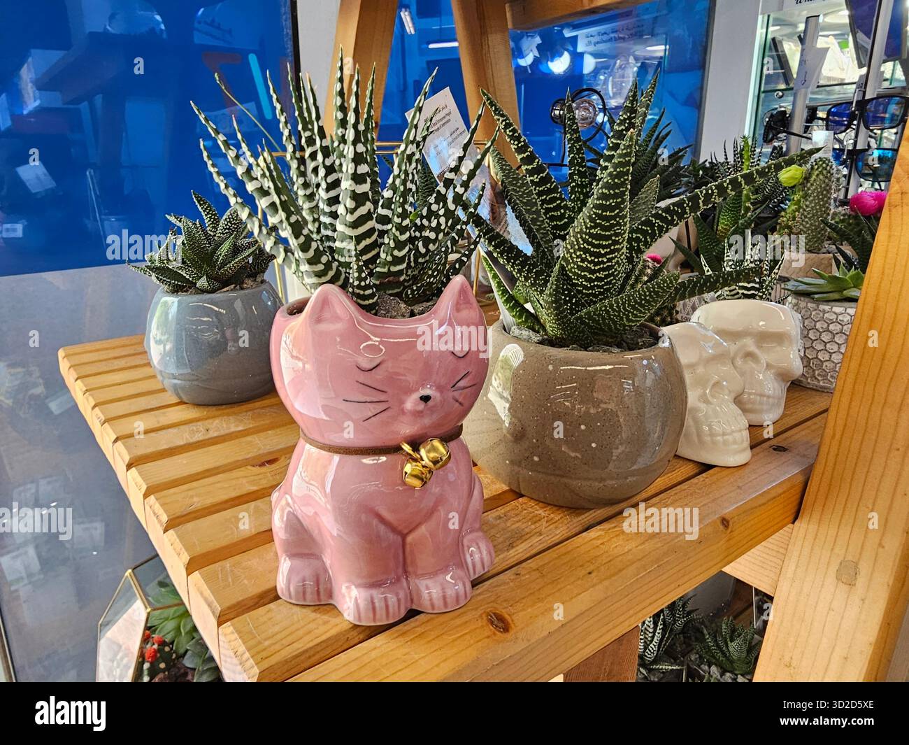 Les plantes succulentes en pot sont présentées sur une étagère en bois dans un cadre de vente au détail. La pièce maîtresse est un pot en céramique rose en forme de chat endormi avec une cloche Banque D'Images