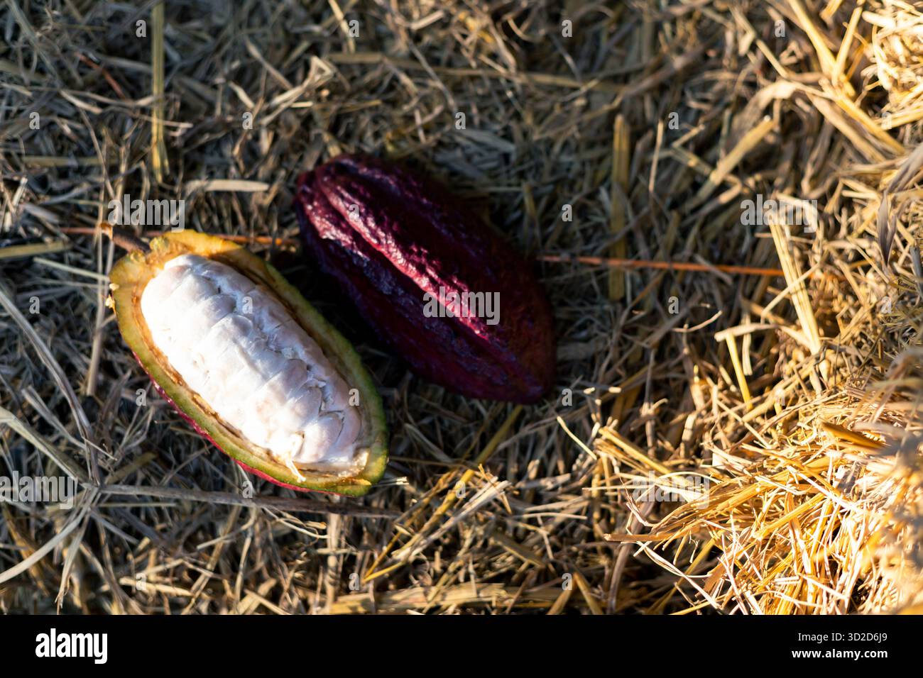 Focus sélectif pulpe de fruit de cacao blanc grosse graine tranchée ​​ de cacao violet, la chair est vue dans la pulpe sur fond de paille dans les champs agricoles thaïlandais. Banque D'Images