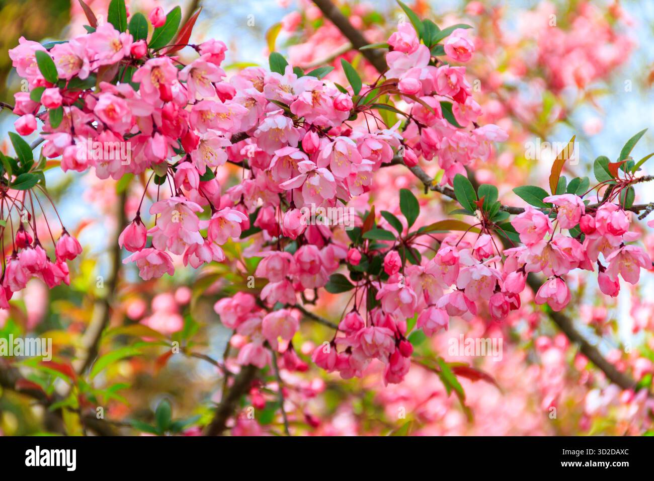 Cerisier rose fleuri dans le jardin au printemps Banque D'Images