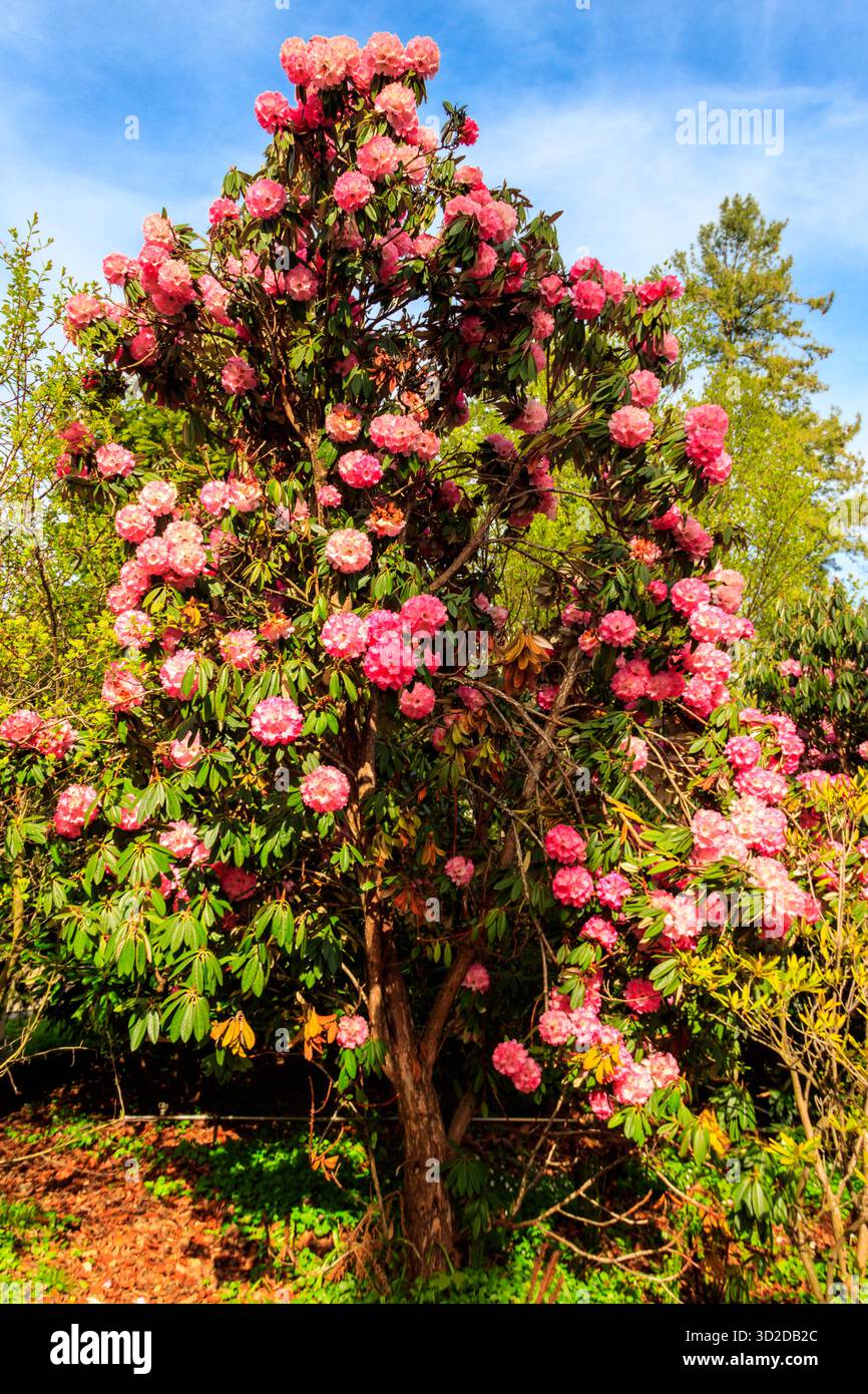Beau rhododendron rose fleuri (Rhododendron arboreum) dans le jardin botanique Banque D'Images
