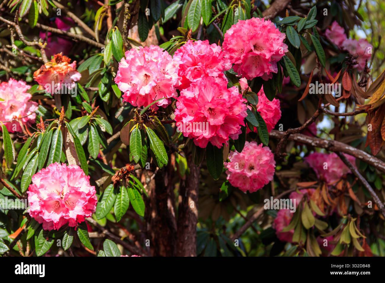 Beau rhododendron rose fleuri (Rhododendron arboreum) dans le jardin botanique Banque D'Images
