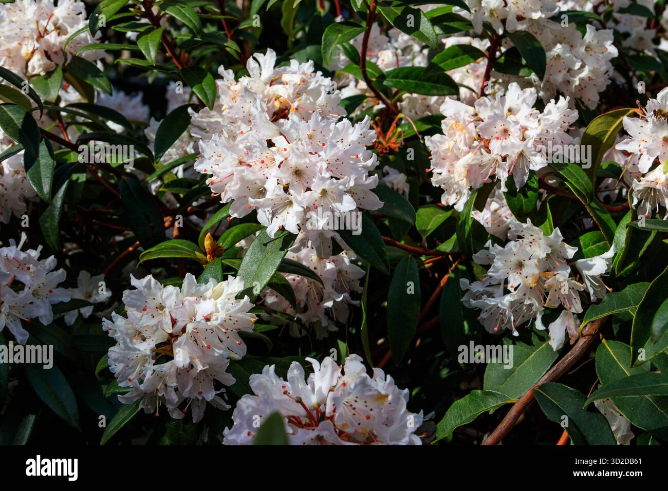 Magnifique arbre en fleurs rhododendron (Rhododendron arboreum) dans le jardin botanique Banque D'Images