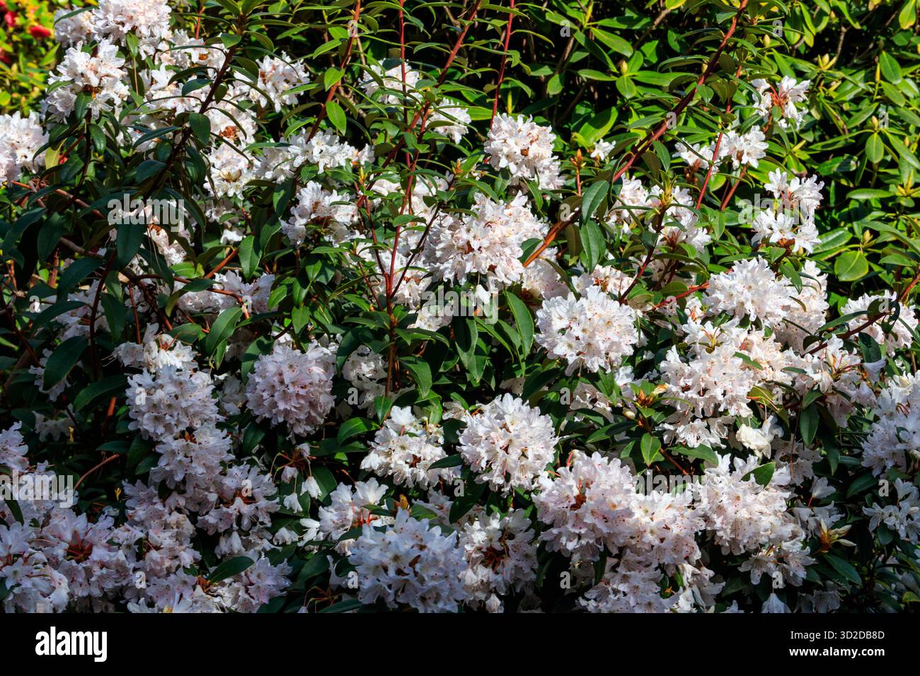 Magnifique arbre en fleurs rhododendron (Rhododendron arboreum) dans le jardin botanique Banque D'Images