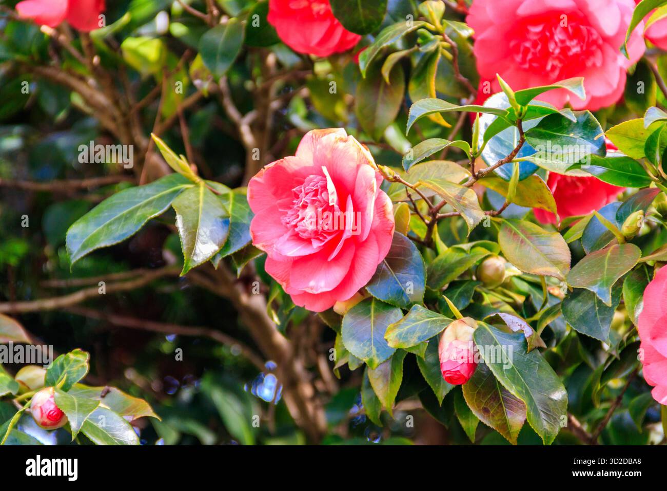 Beau camélia en fleurs dans le parc Banque D'Images