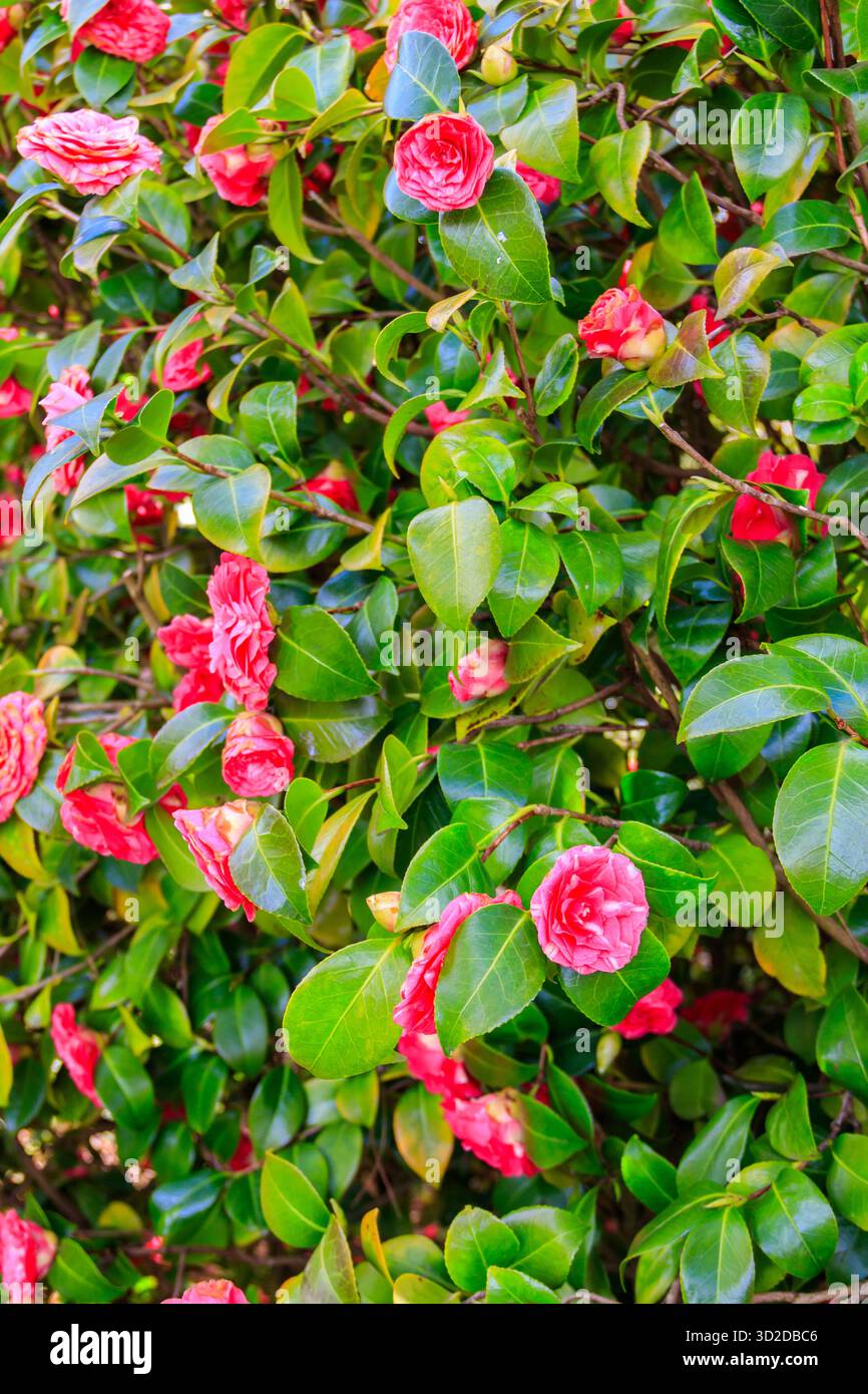 Beau camélia en fleurs dans le parc Banque D'Images