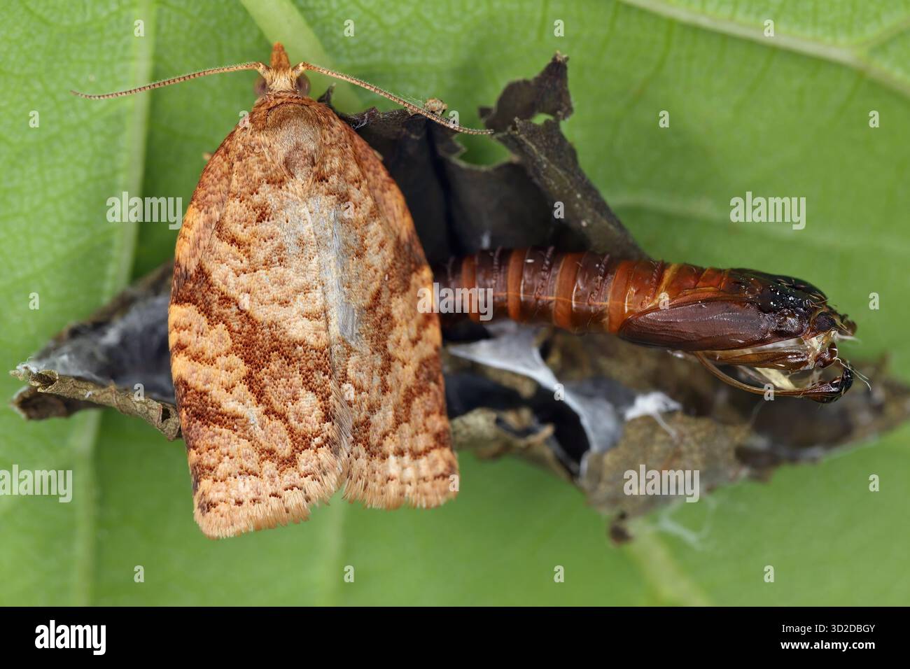 Tortrix de fruits d'été, Adoxophyes orana. Papillons de la famille des Tortricidae. Ravageur dû aux dommages que les larves font aux arbres fruitiers pendant l'alimentation. Un sp. Adulte Banque D'Images