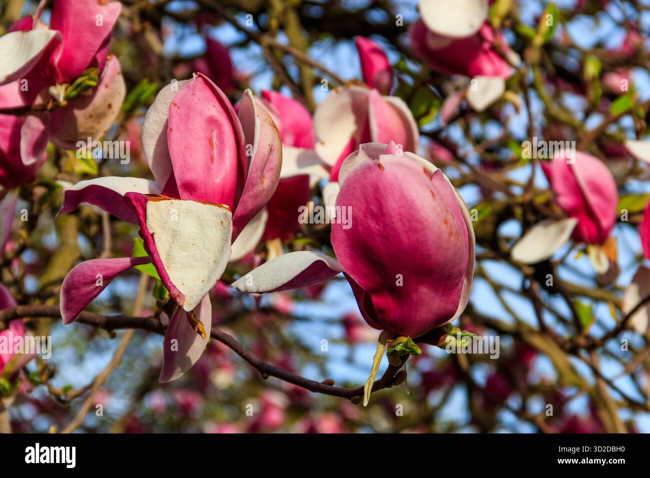 Magnifique arbre de magnolia rose fleuri dans le parc Banque D'Images