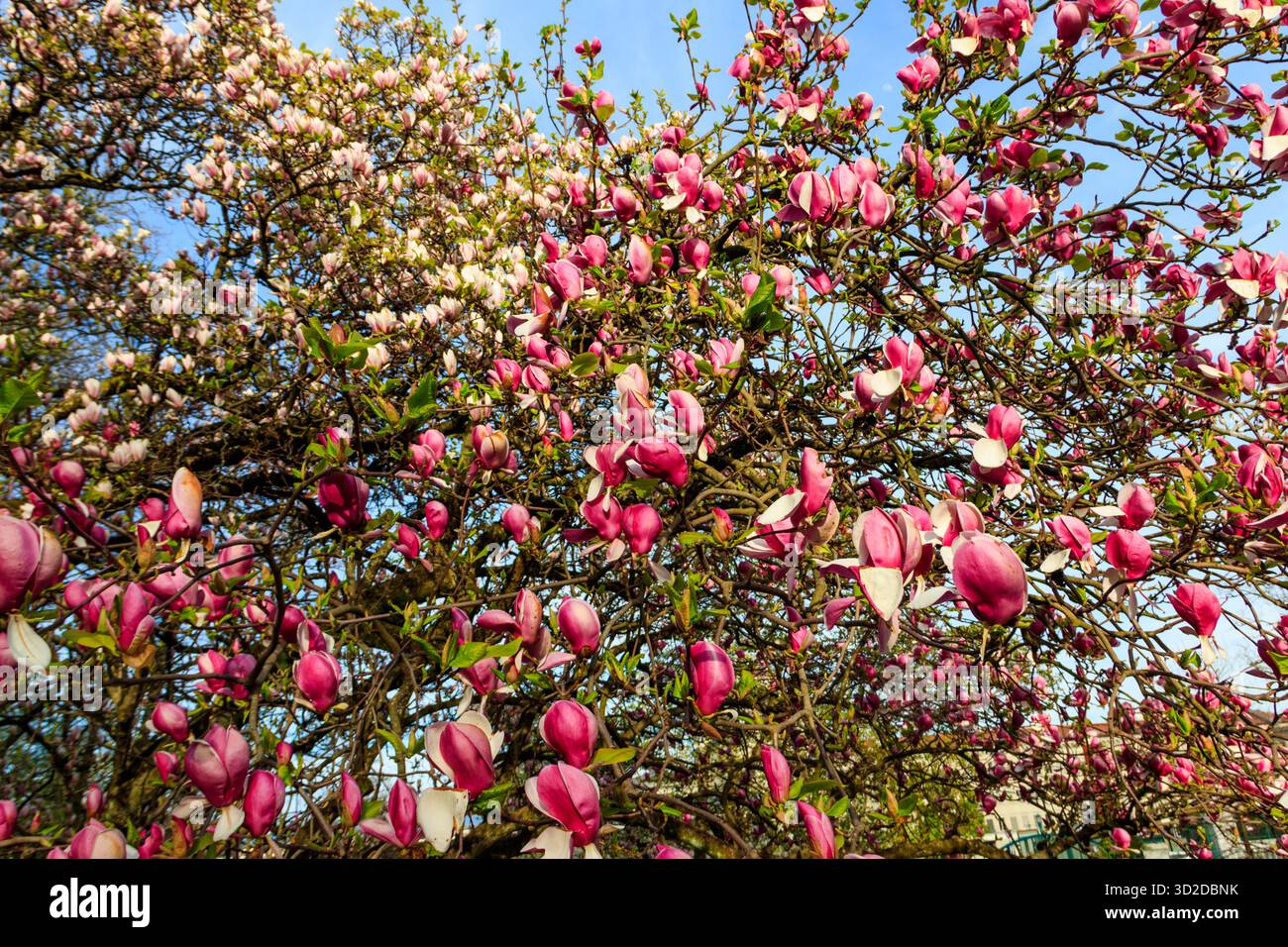 Magnifique arbre de magnolia rose fleuri dans le parc Banque D'Images