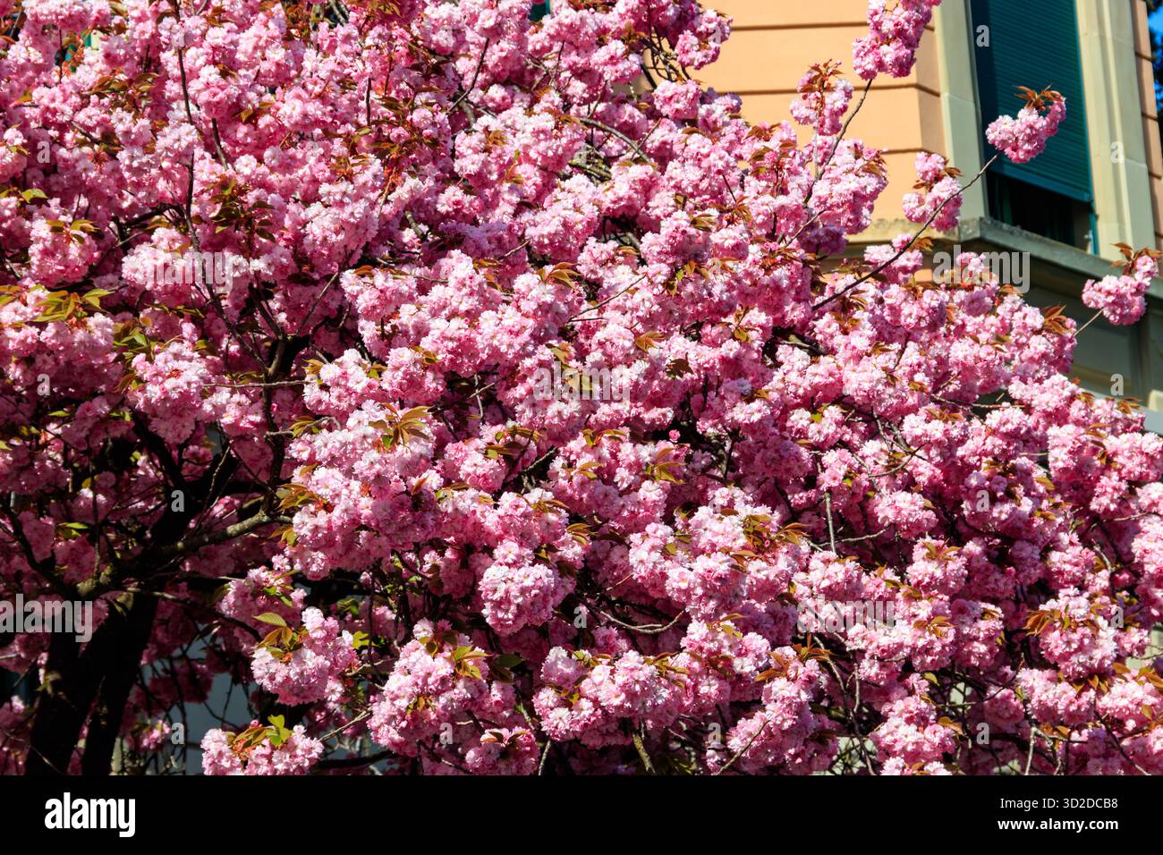 Arbre de sakura rose fleuri dans le jardin au printemps Banque D'Images