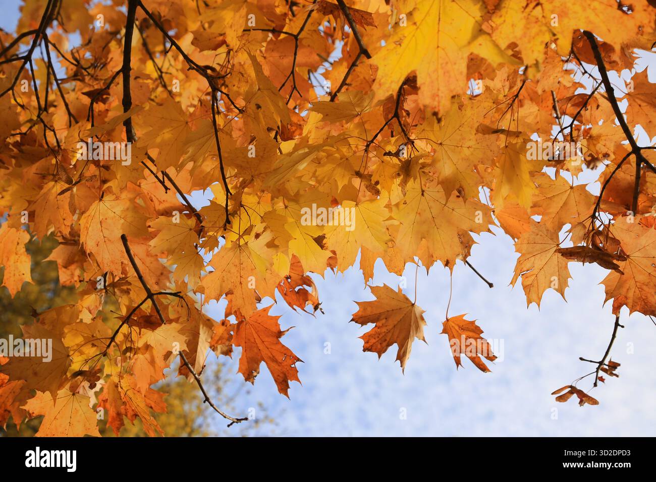 Feuilles rouge vif et graines ailées de branches d'érable d'automne éclairées par la lumière du soleil, gros plan Banque D'Images