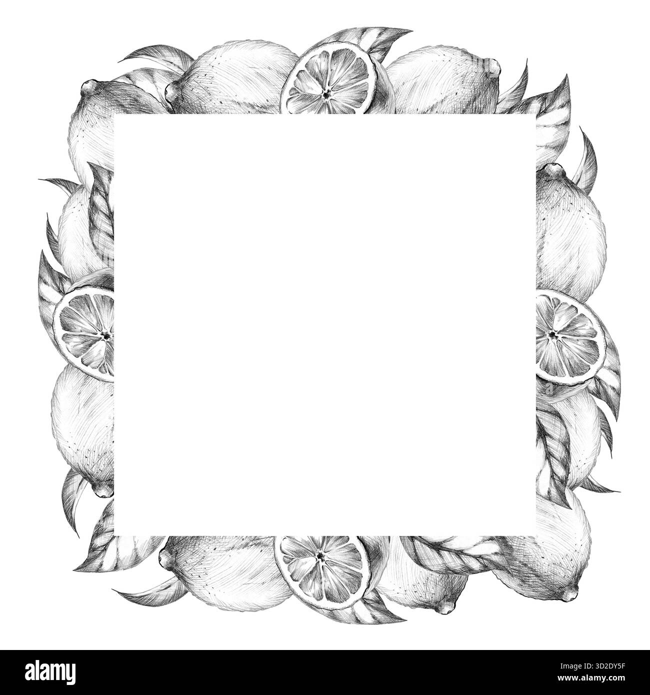 fruits de citron, feuilles, fleurs, branche d'arbre, cadre carré, croquis au crayon dessiné à la main, fruits tropicaux frais texturés, modèle, dessin d'éclosion d'agrumes Banque D'Images