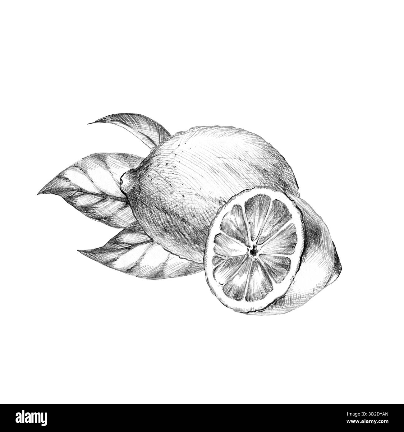 croquis au crayon dessiné à la main de citron, moitié de citron, feuilles, fruits tropicaux texturés frais et savoureux, dessin d'éclosion d'agrumes, ombré noir et blanc Banque D'Images