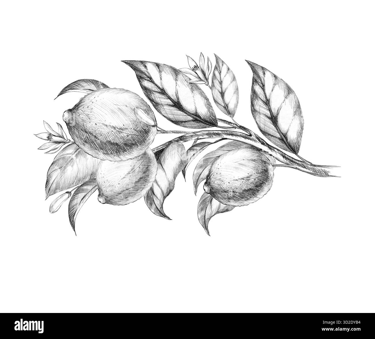 croquis au crayon dessiné à la main de branche de citron avec des fruits, des feuilles, des fleurs, des fruits tropicaux frais texturés et savoureux, dessin d'éclosion d'agrumes, ombre Banque D'Images