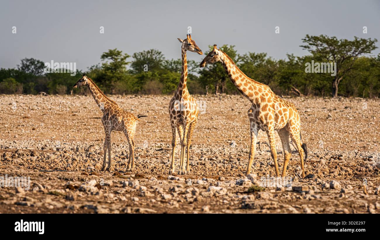 Une famille de girafes posant dans le parc national d'Etosha, Namibie, Afrique du Sud, Afrique Banque D'Images