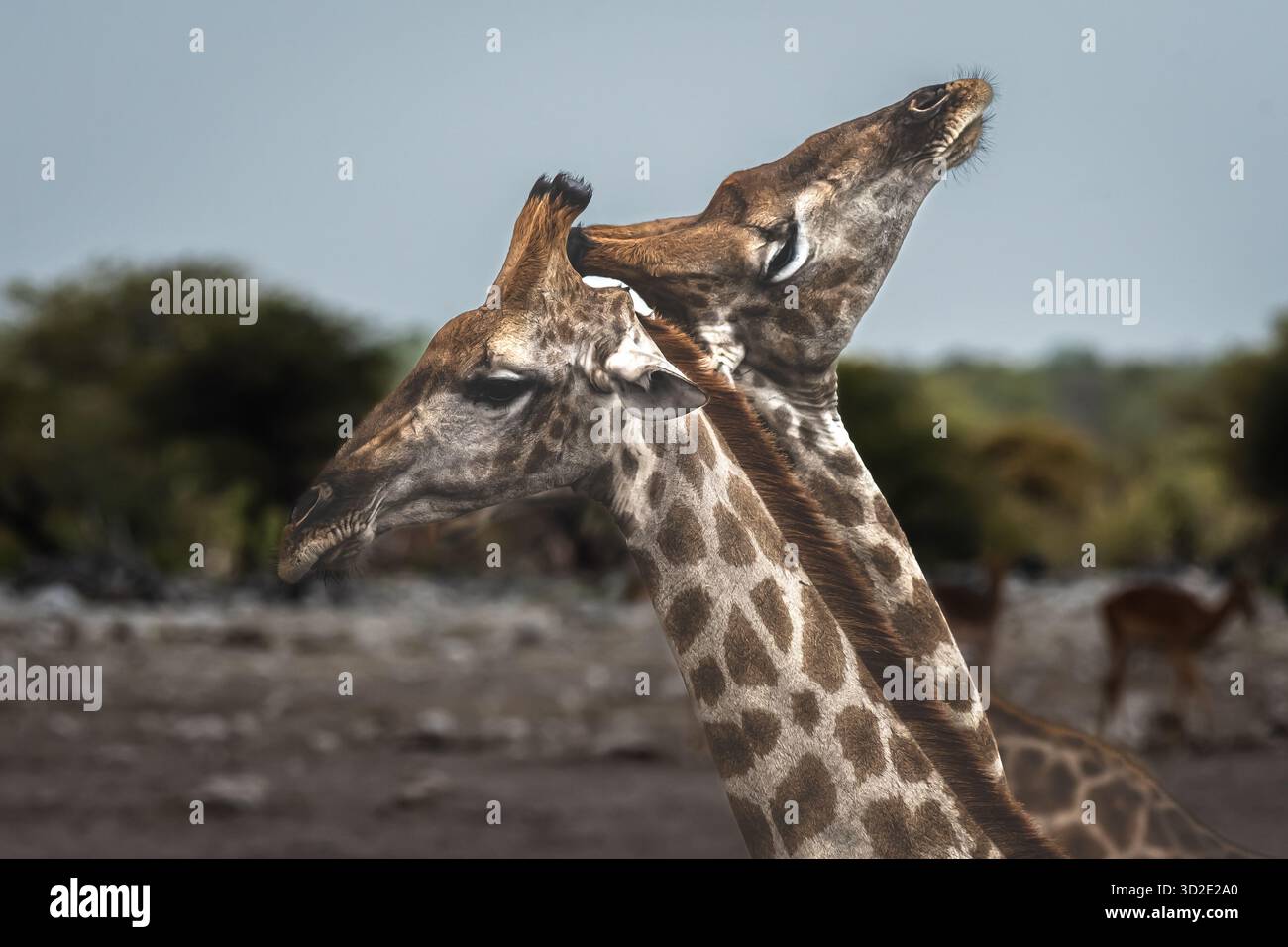 Une paire de girafes jouant dans le parc national d'Etosha, Namibie, Afrique du Sud, Afrique Banque D'Images