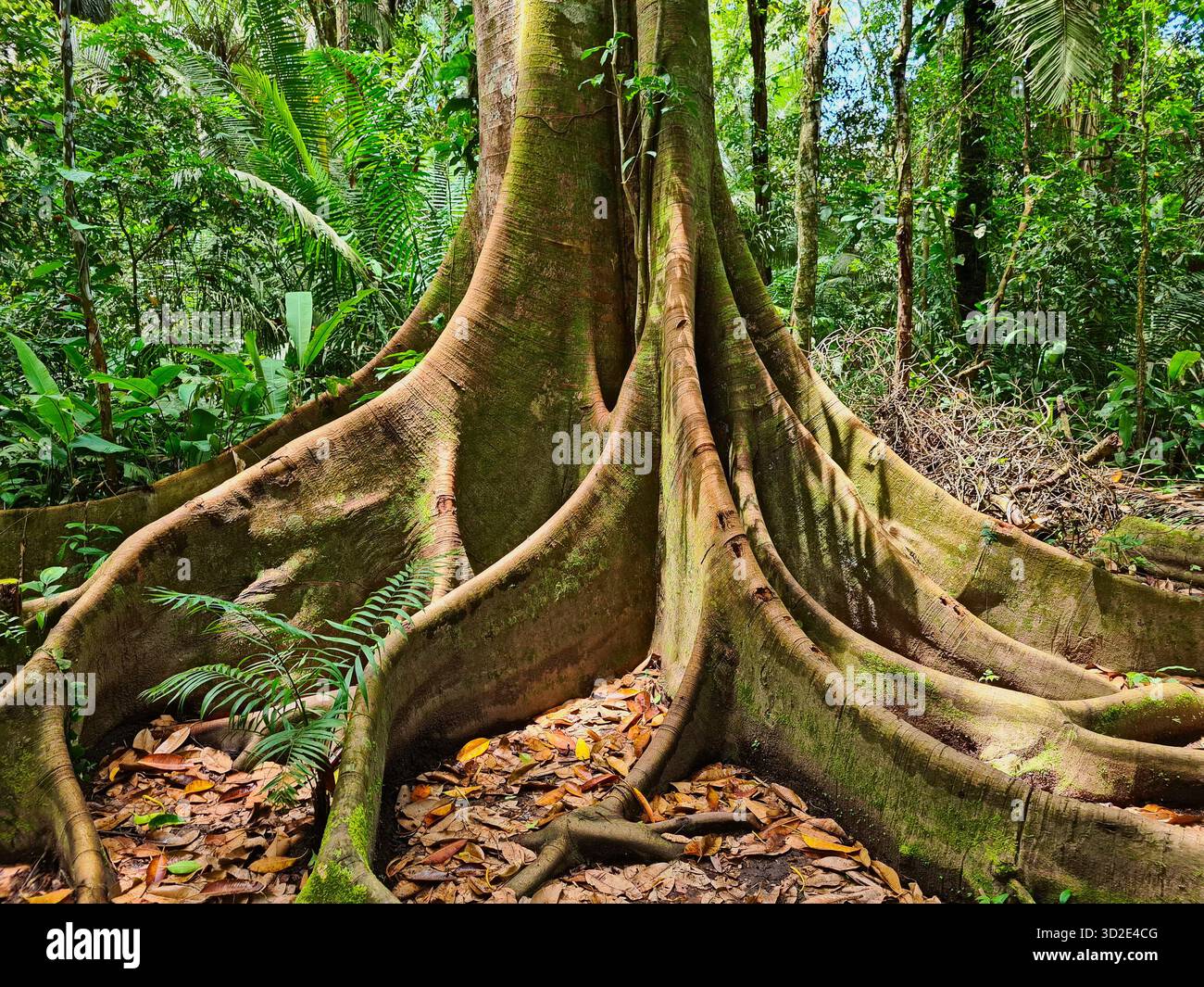 Base d'un arbre géant avec des racines de contrefort dans la forêt tropicale du Pérou. - Image de stock capturée avec un smartphone