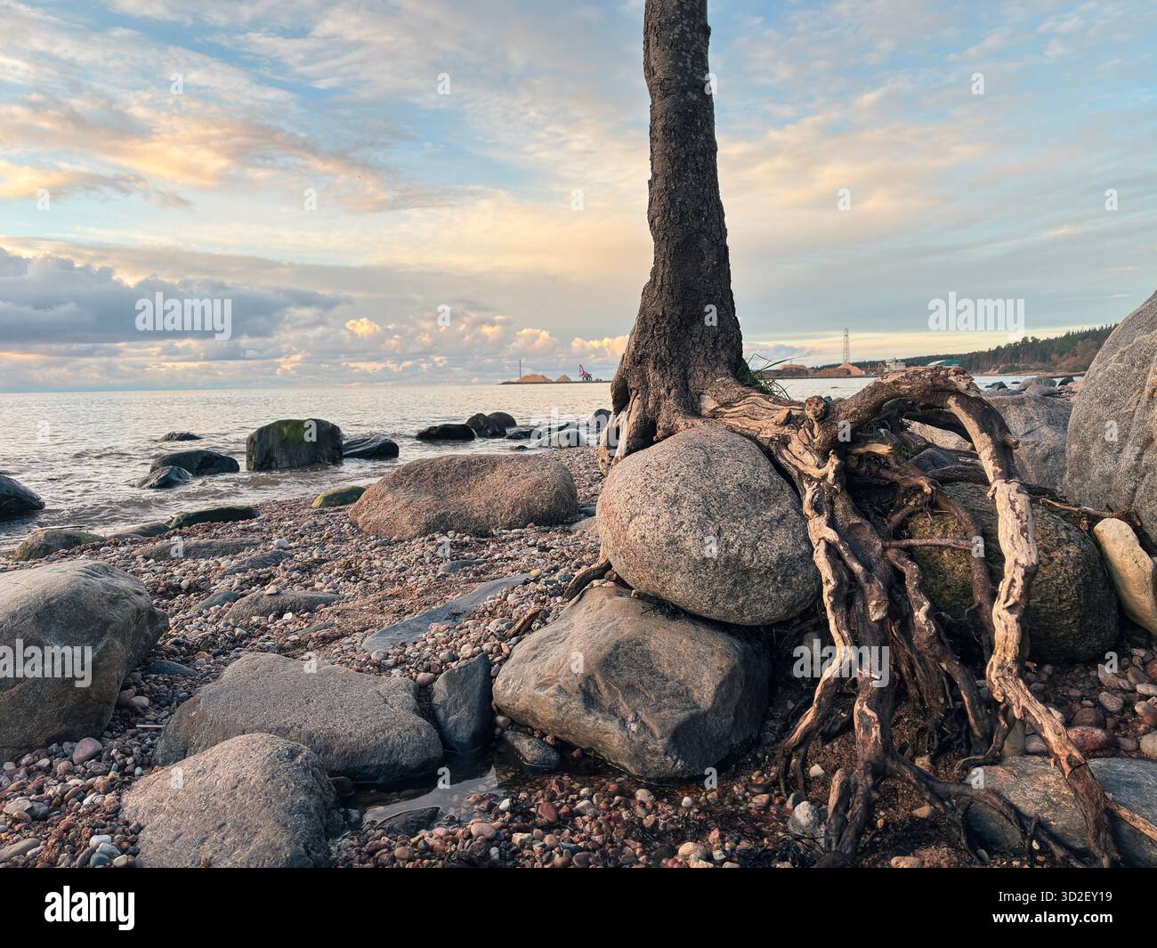 Arbre côtier avec des racines exposées parmi les pierres sur une plage rocheuse, symbolisant la survie et la résilience contre l'érosion marine, capturé dans la lumière chaude du soir - Image de stock capturée avec un smartphone