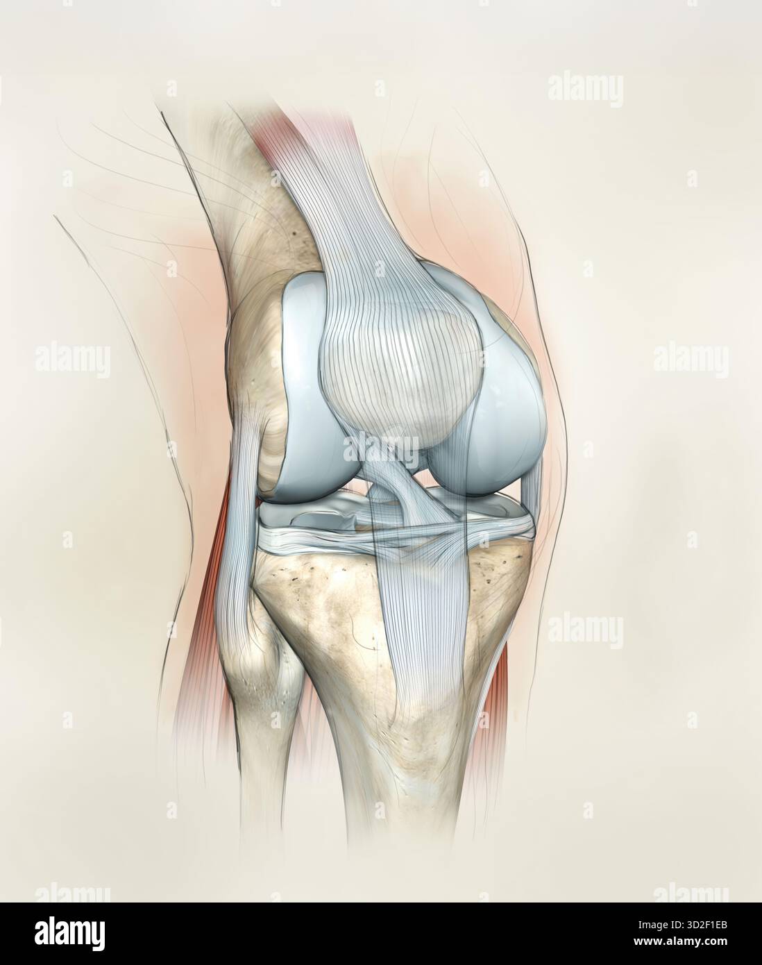 Anatomie de l'articulation du genou. Os, ménisques, cartilage articulaire et ligaments, cartilage. Illustration Banque D'Images