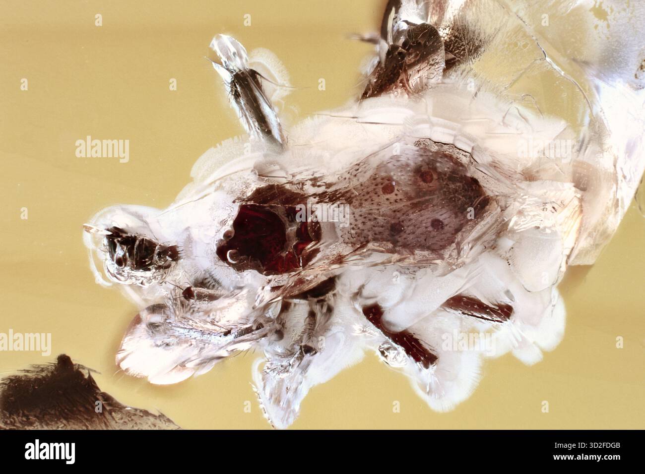 Araignée fossile parfaitement conservée en ambre Baltique, inclusion d'arachnides éocènes montrant de fins détails du corps sous grossissement Banque D'Images