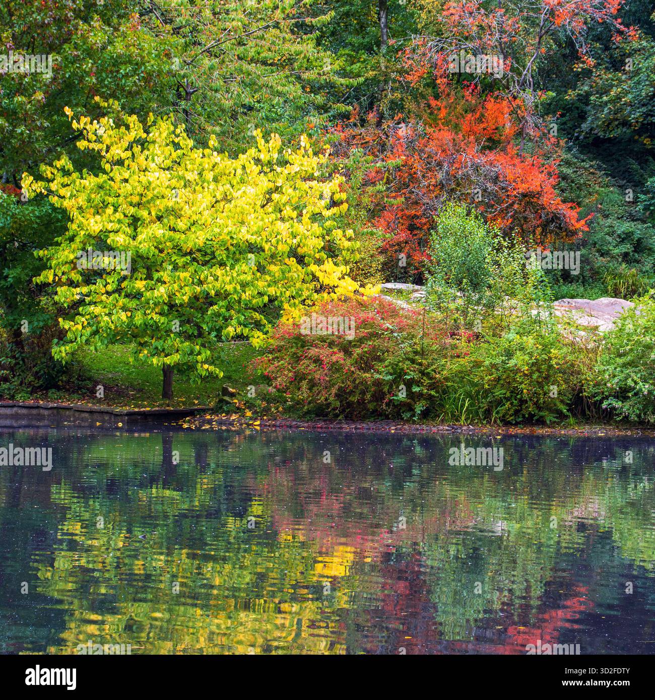 Une touche de couleur automnale reflétée dans l'étang de Williamson Park, Lancaster Banque D'Images