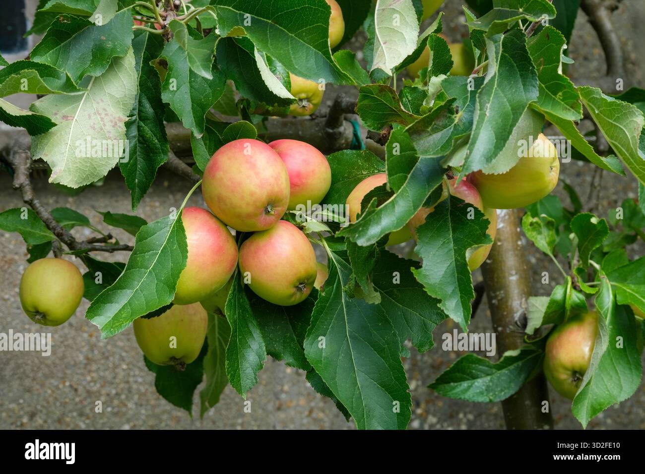 Malus domestica Red Falstaff, pomme Red Falstaff, pommes dessert poussant sur l'arbre Banque D'Images