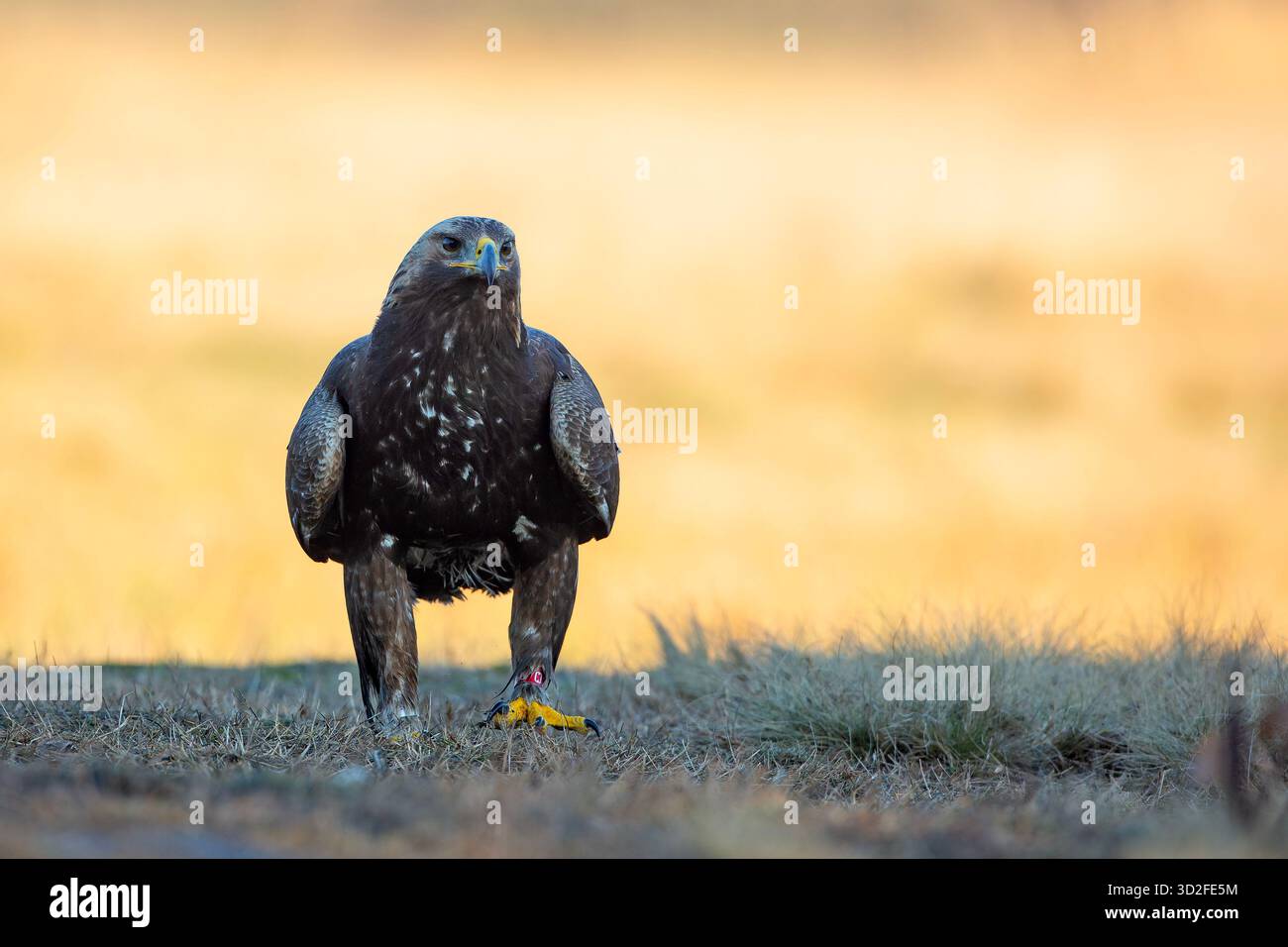 L'aigle doré (Aquila chrysaetos) est un oiseau de proie vivant dans l'hémisphère Nord Banque D'Images