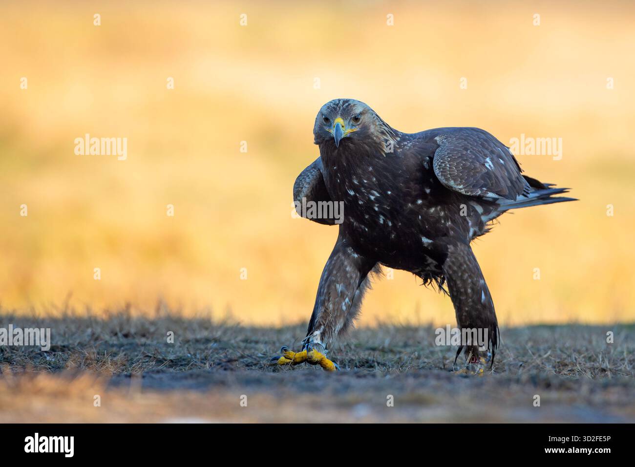 L'aigle doré (Aquila chrysaetos) est un oiseau de proie vivant dans l'hémisphère Nord Banque D'Images