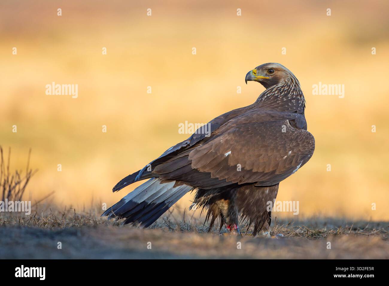 L'aigle doré (Aquila chrysaetos) est un oiseau de proie vivant dans l'hémisphère Nord Banque D'Images