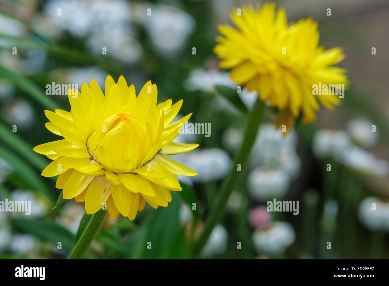 Helichrysum bracteantha Granvia Gold, Xerochrysum bracteatum Granvia Gold, Xerochrysum bracteatum Bonxero, annuel droit, feuilles et jaune en forme de lance Banque D'Images