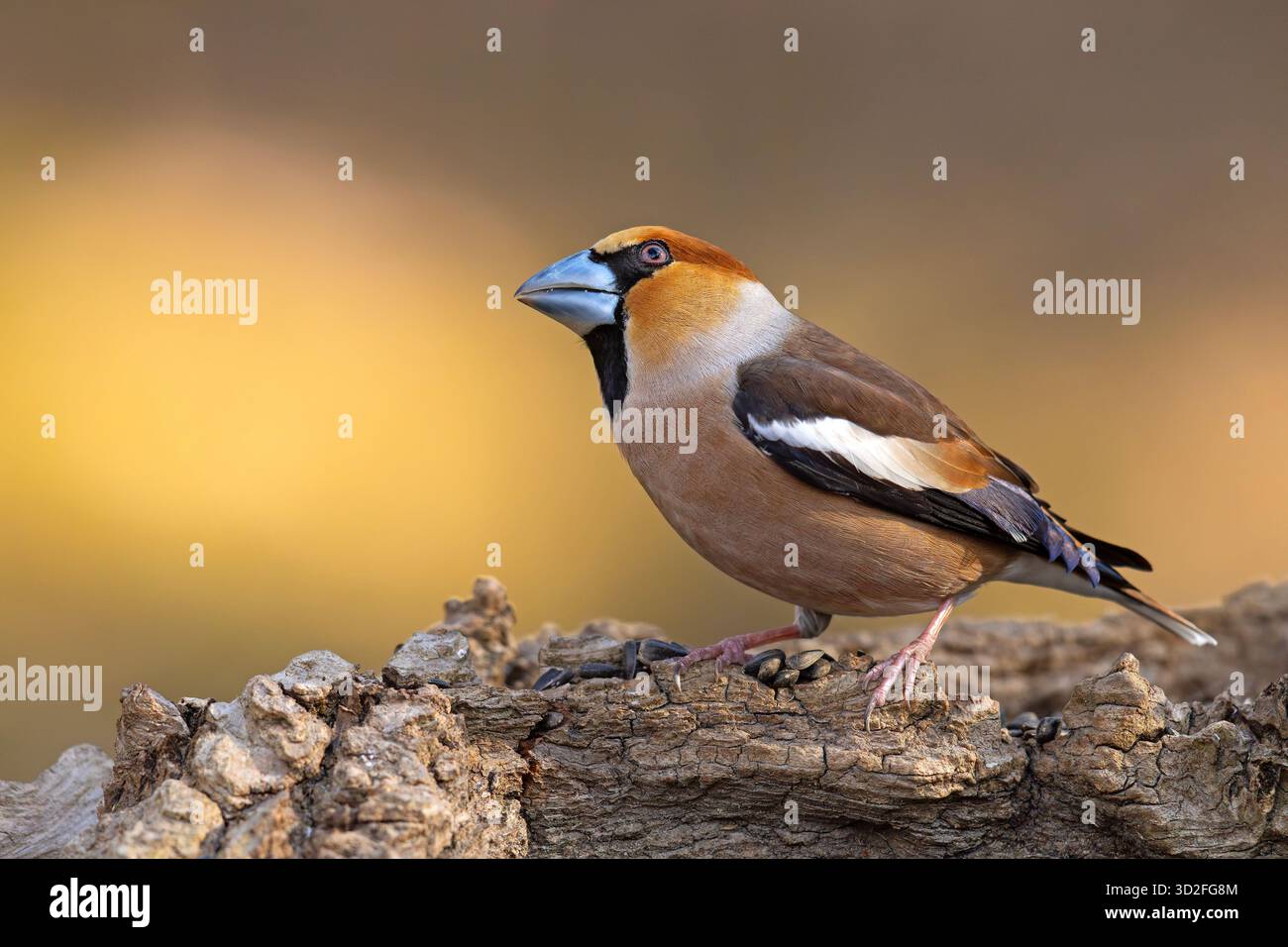 Le faucher (Coccothraustes coccothraustes) est un passereau de la famille des finch Fringillidae Banque D'Images