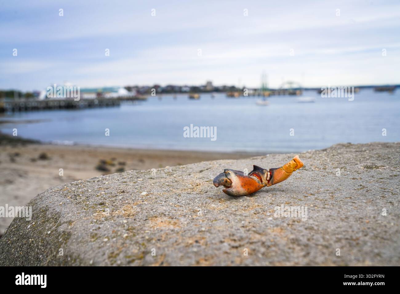 Une griffe de crabe se trouve sur le mur de la jetée avec le bateau de croisière Liberty of the Seas et le port au loin, contrastant la vie marine et le tourisme industriel. Banque D'Images