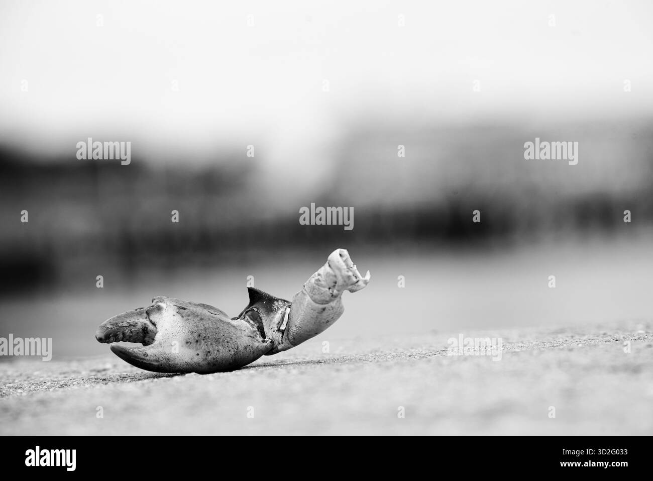 Photo en noir et blanc d'une griffe de crabe sur un quai près du port de Portland, évoquant les thèmes de la vie marine, de la décomposition et de la simplicité. Banque D'Images