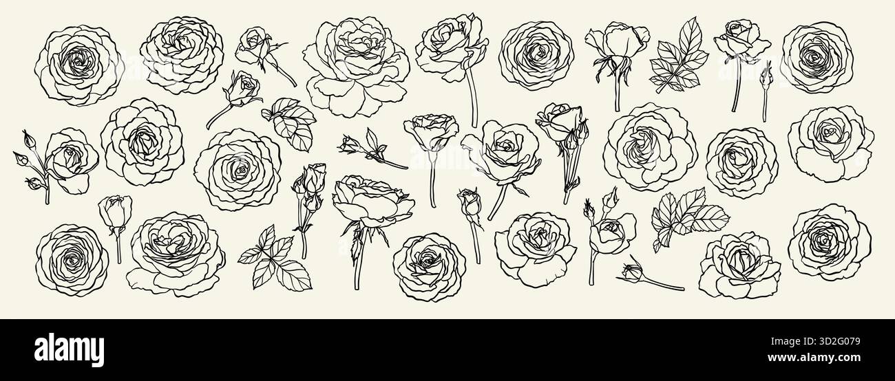 roses fleurs, bourgeons et feuilles collection d'art de ligne, clip arts Ensemble de belles fleurs de roses monochromes, noires et blanches isolées. pour carte de vœux Illustration de Vecteur