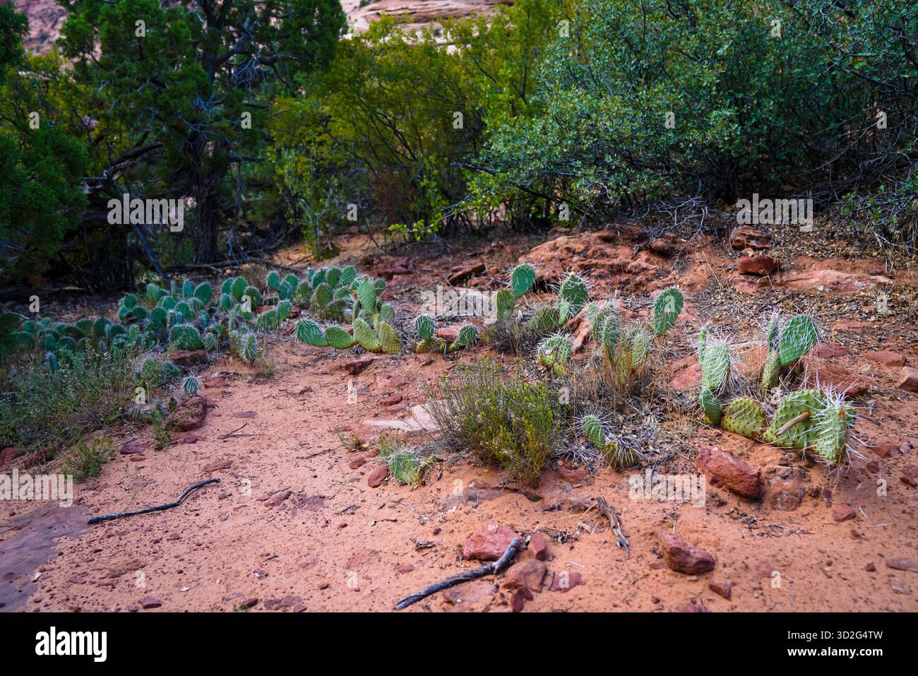 Des grappes de cactus de barbarie poussent le long du sol désertique près d’Angel’s Landing dans le parc national de Zion, encadrées par des arbustes et de la terre rouge. Banque D'Images