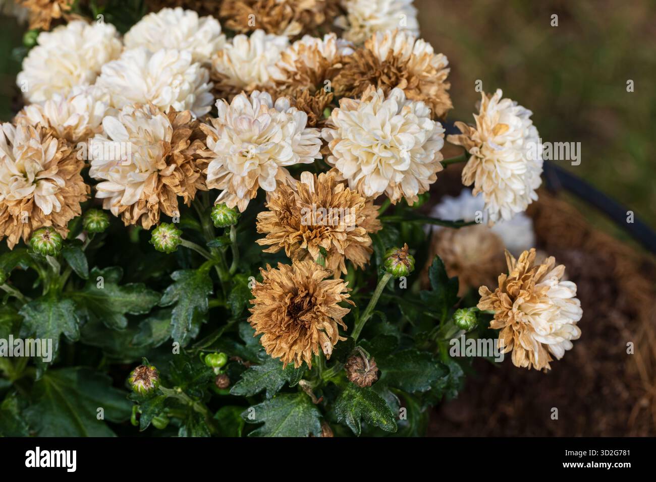 Les fleurs blanches de maman flétrissent et meurent. Deadhead, Chrysanthemum soin des plantes et concept de jardinage de fleurs. Banque D'Images